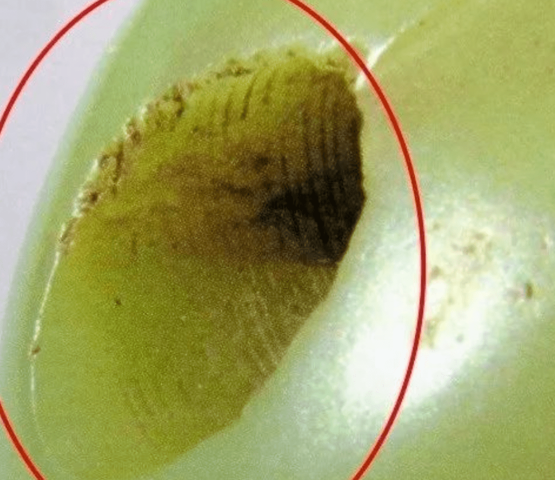 明代玉器管钻痕迹图片图片