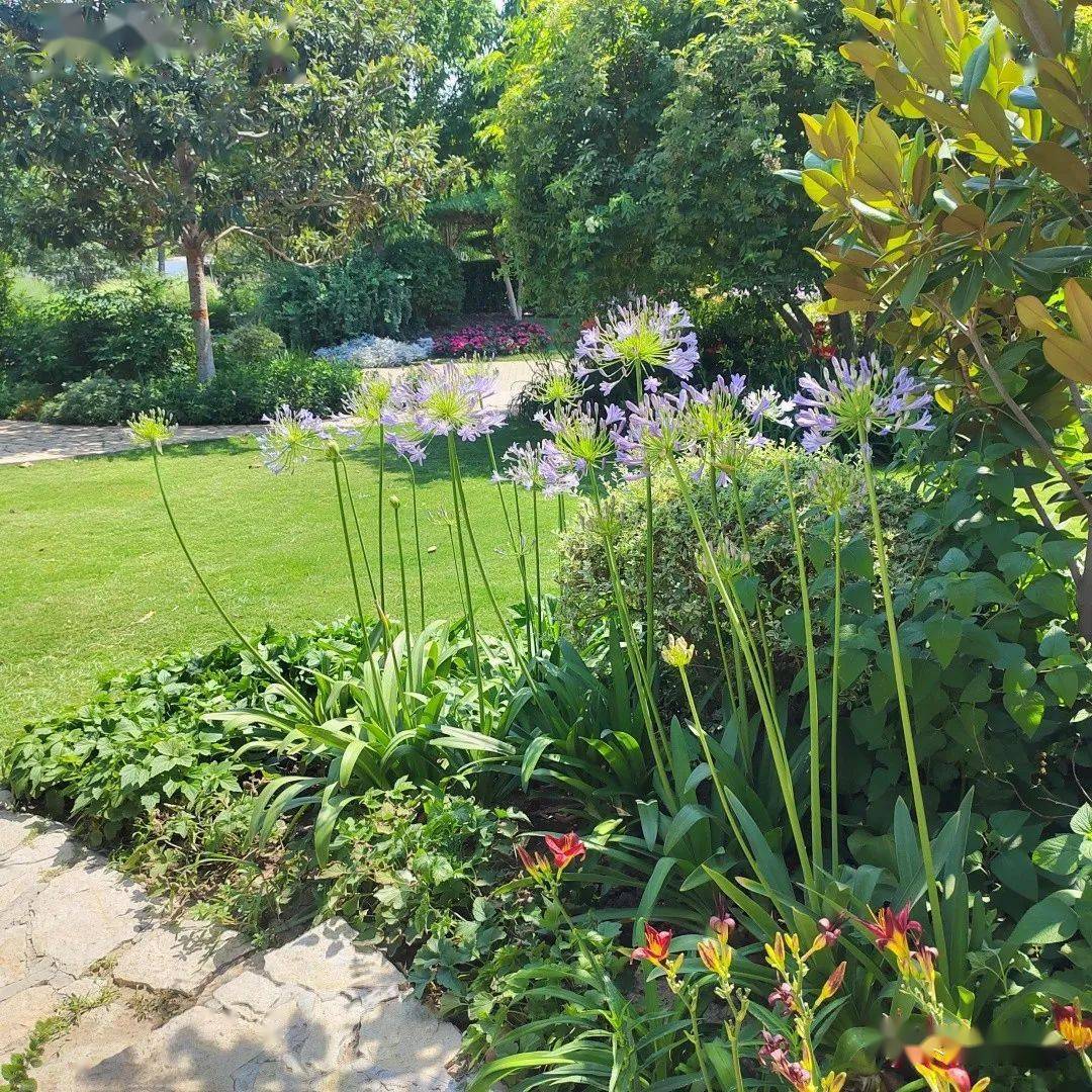 6-9月份可供宿根花境品种_植物_密度_容器