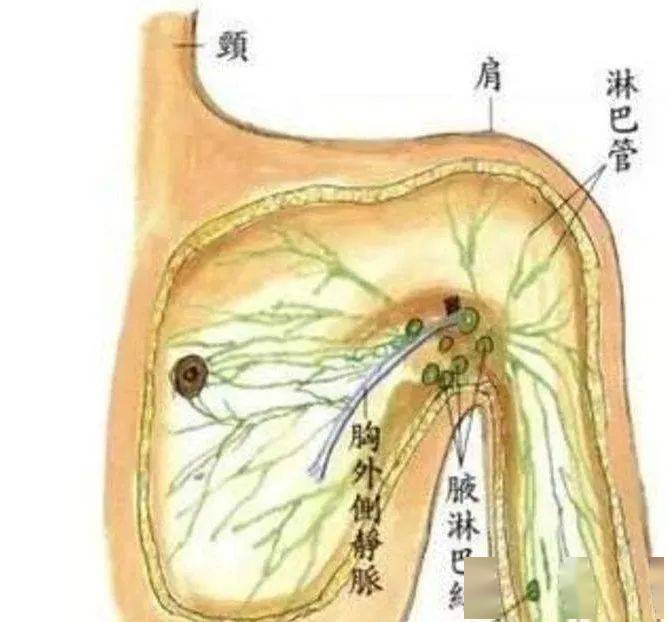 人体腹部淋巴结分布图图片