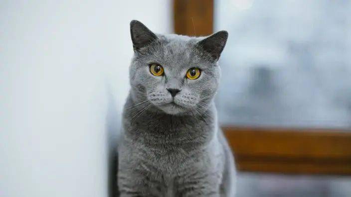 le chartreux 沙特尔猫(法国蓝猫)英短是我们比较熟悉的品种了,在中国