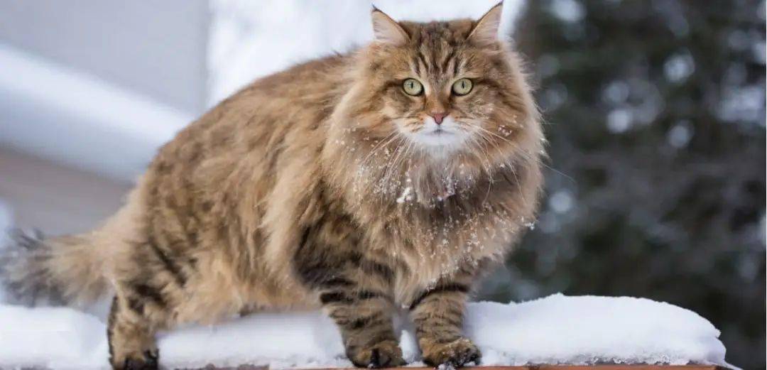 2022法国人最爱猫咪top10出炉!