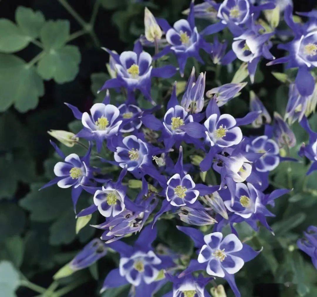 花园里的小仙女大花耧斗菜新品