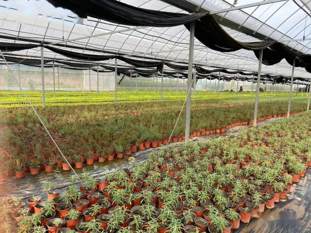 在不到两个月的时间,黄金菊,欧石竹和满天星共销售了30多万盆.