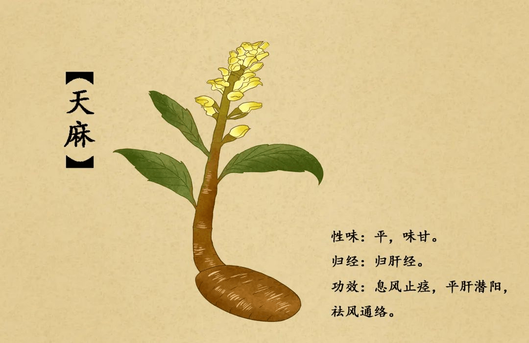 她每天还会用中药 天麻泡水喝!