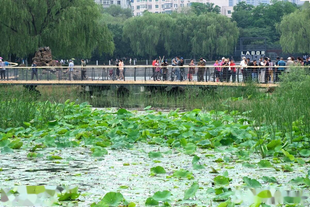 沈阳劳动公园改造升级重新开园迎客市民冒雨游玩赏景