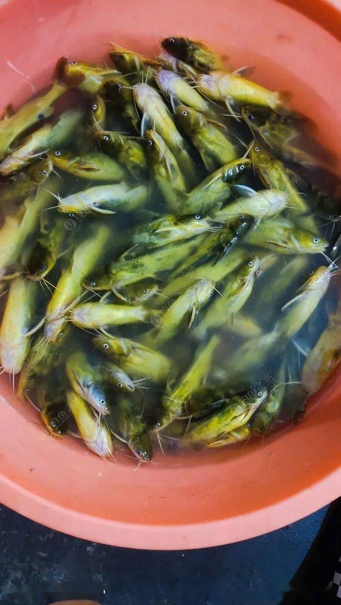 老司机分享钓嘎鱼全攻略