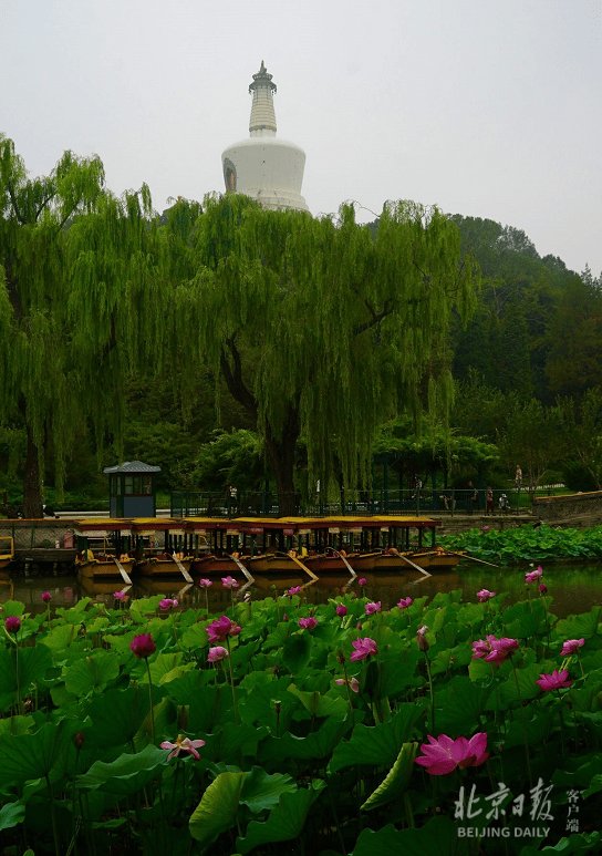 鱼戏莲叶间，娇荷映白塔！北海公园荷花渐入盛花期