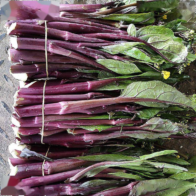 优选正宗洪山菜苔好品种!