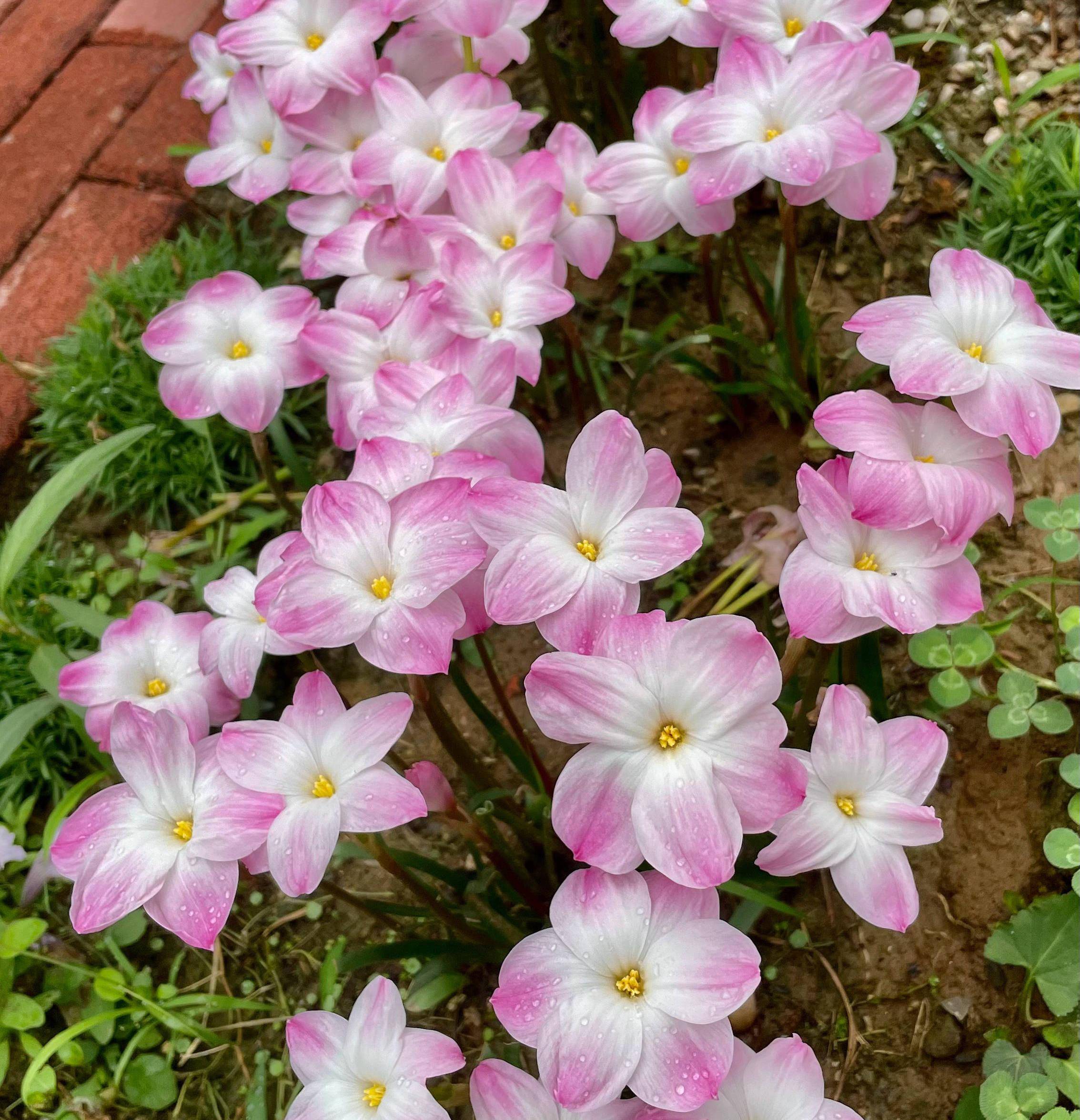 风雨兰漂亮又好养记住2点开花越来越多花朵又美又艳