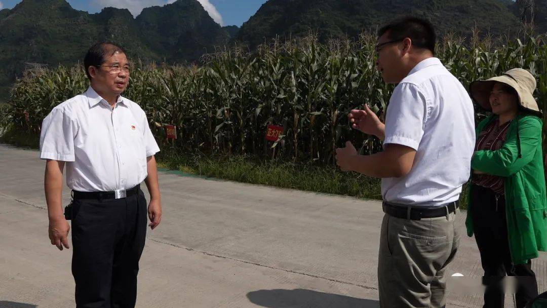 韦佳勇到上旗村调研粮食安全生产工作_简比_试验基地_新品种