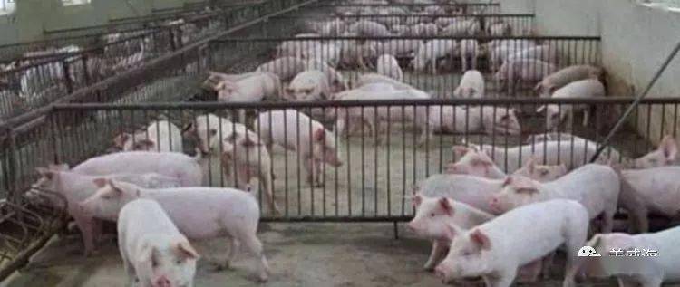 农民在自家院子里养猪合法吗?为什么会这样?听听过来人怎么说_养殖_宅基地_审批