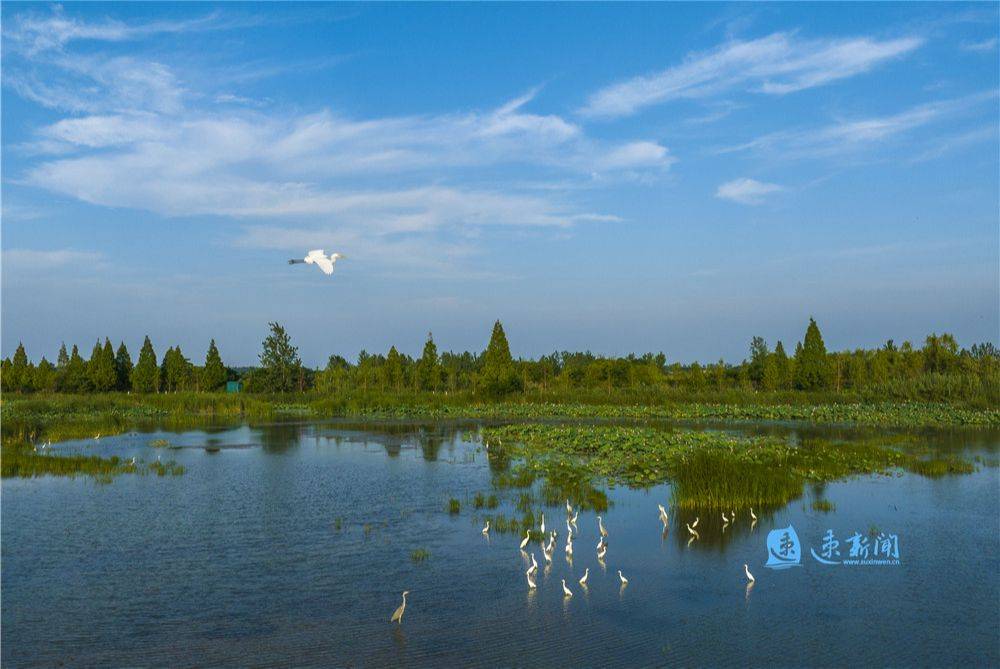 泗洪:萬頃溼地 荷香鷺舞_洪澤湖_自然保護區_鳥類