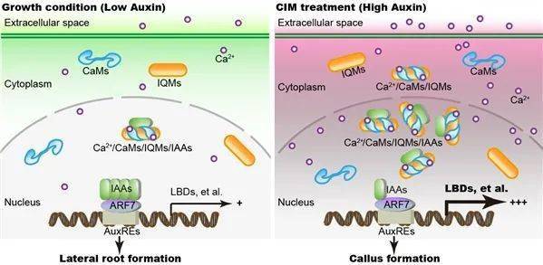 生物学科技信息|法老蚁·猫薄荷·光免疫·膳食补充剂·昆虫婚飞·1厘米细菌·两爬衰老·螨虫·南极蠓