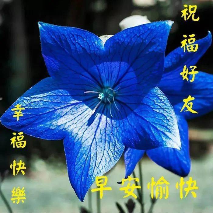 早上好表情动态图早安问候祝福可爱的图片