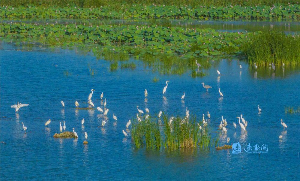 泗洪:万顷湿地 荷香鹭舞_洪泽湖_自然保护区_鸟类