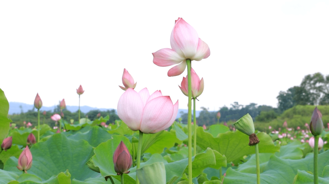 荣昌仁义花海好久开图片