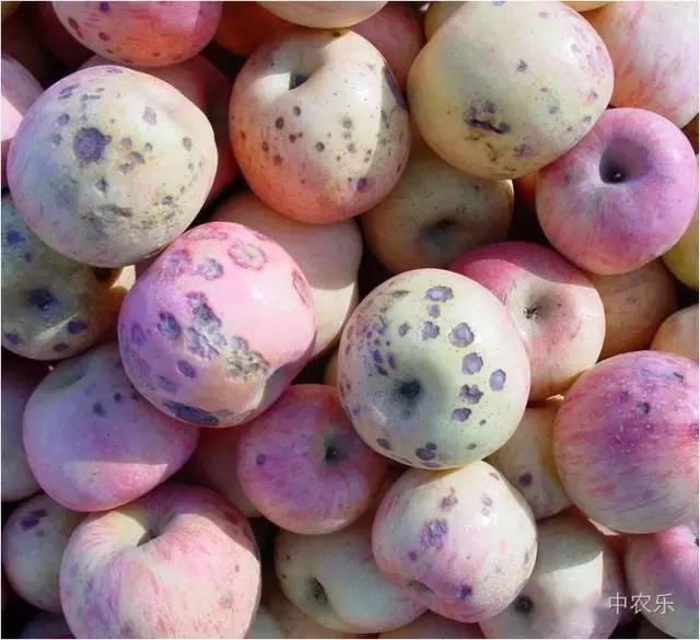 2,苹果缩果病,因果树缺硼引起.