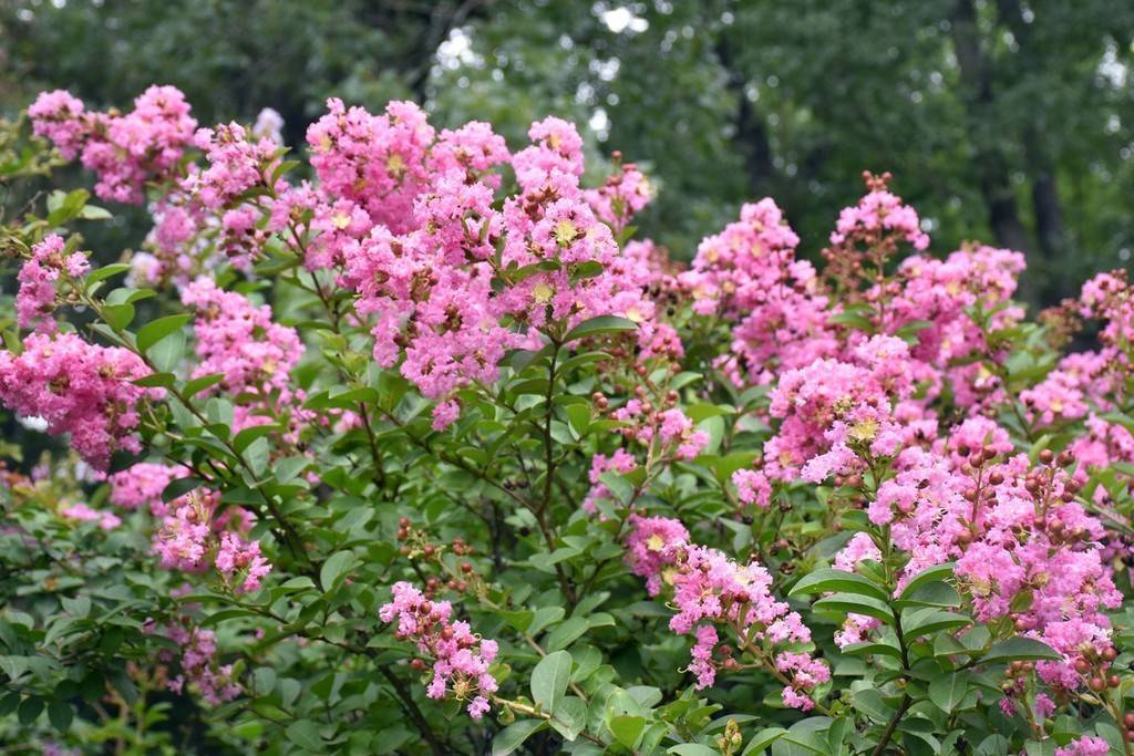 北京夏日时节国家植物园紫薇花开进入盛花期 香气扑鼻令人陶醉
