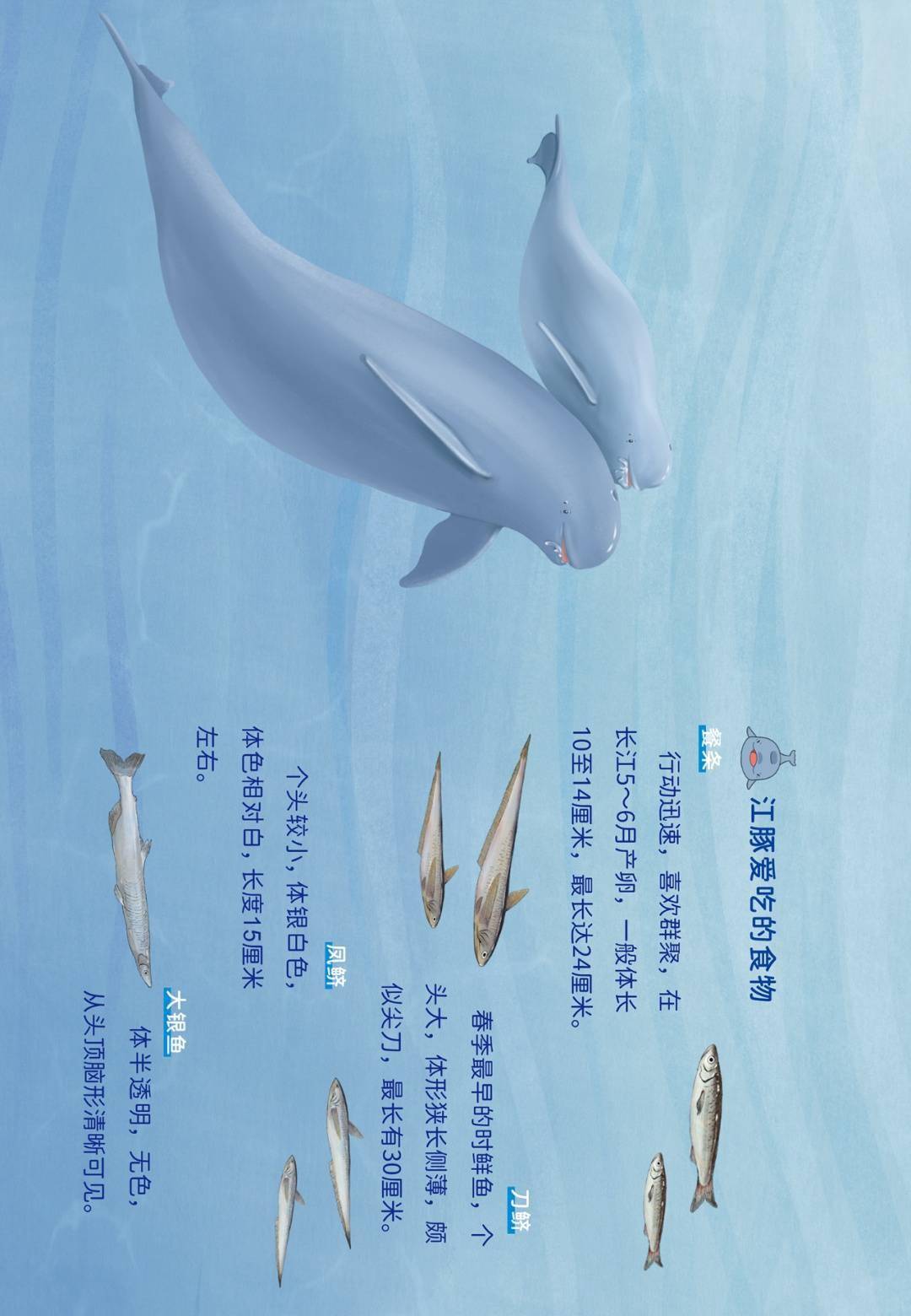 世界第一头在人工环境出生的江豚淘淘15岁啦2020年7月11日江豚归来创