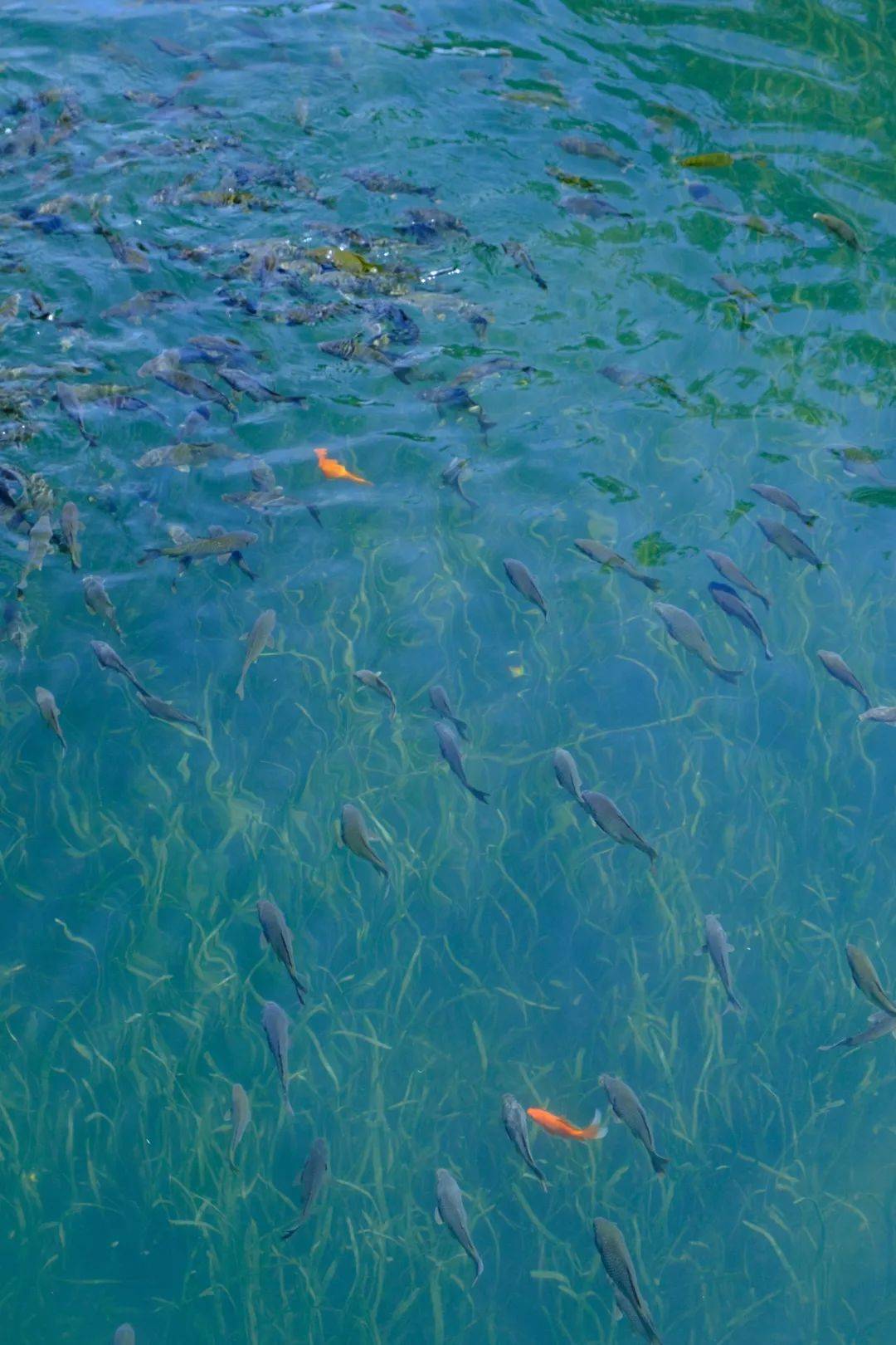 鸟儿在湖面翩跹嬉戏,鱼儿在"水下森林"中穿行,湖底丰盛的水草随波摇曳