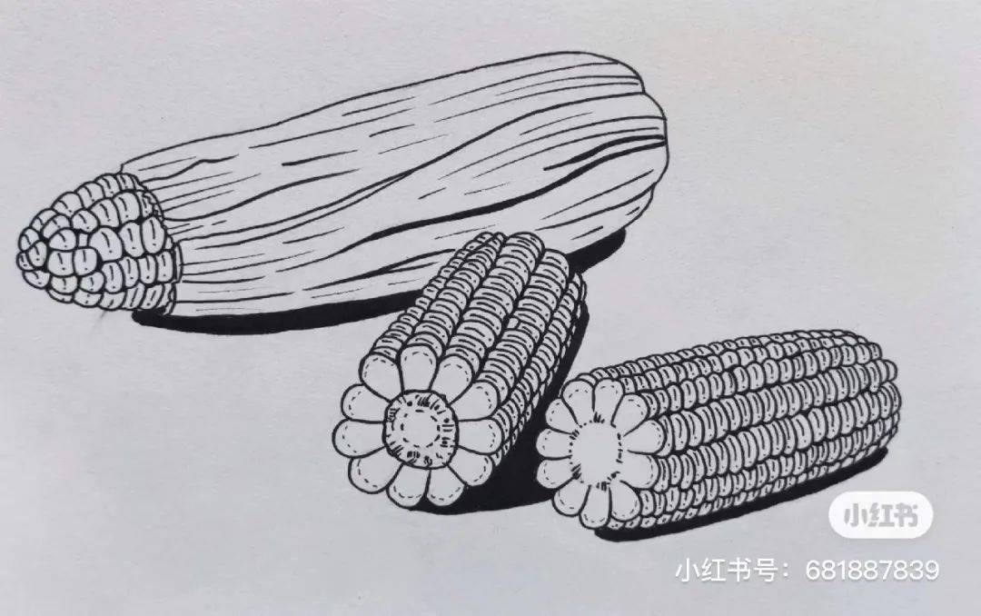点线面玉米图片