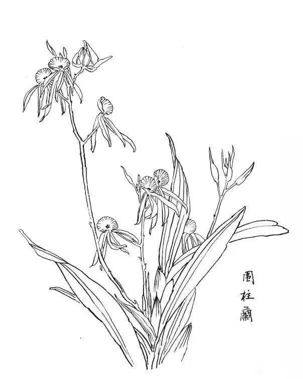 白描花卉