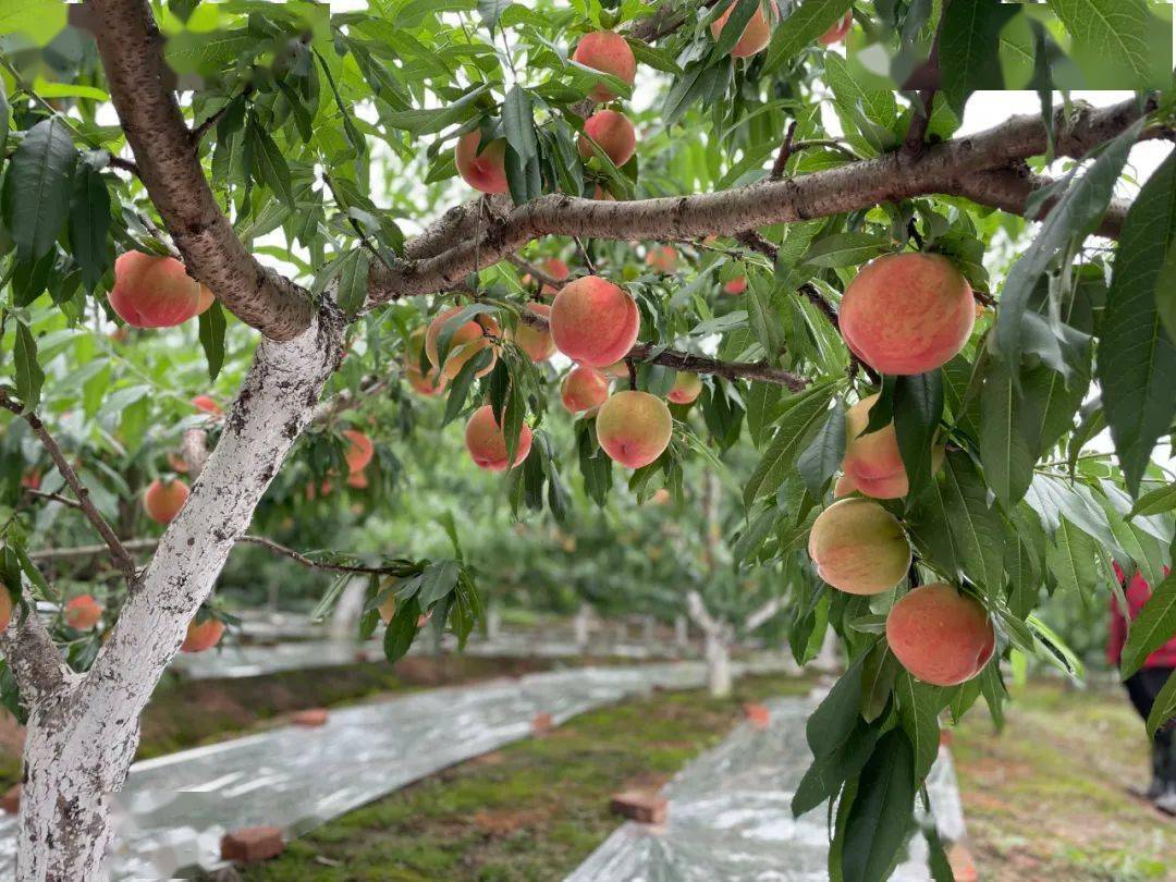 今年川西雨水少水蜜桃爆爆爆好吃啊