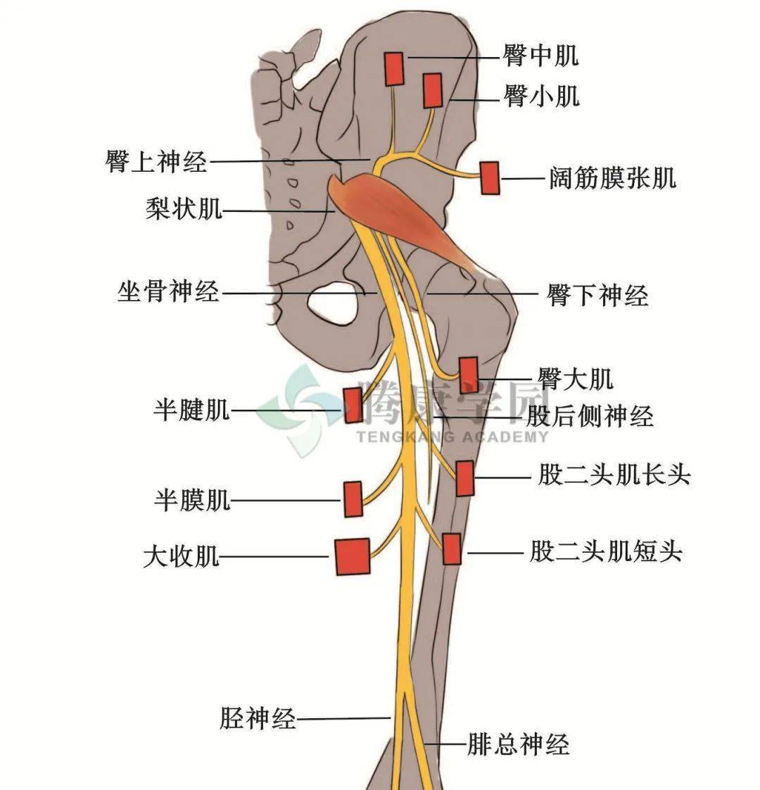 【直播指南】第24期 · 精彩答疑干货汇总①_肌肉_神经_反射
