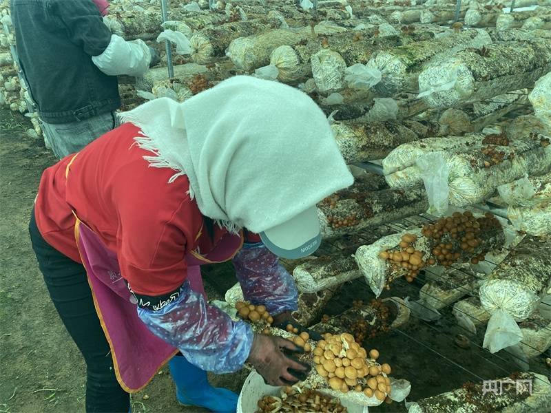 乡村振兴看内蒙古赤峰贝子府镇小蘑菇开出乡村振兴致富花