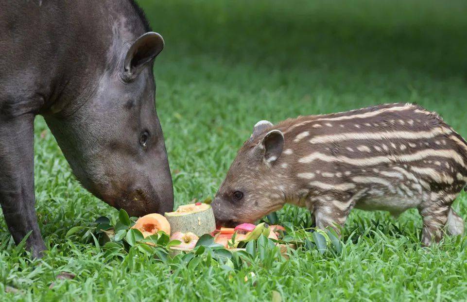 少儿阅园不平凡的动物孤儿犀牛与貘