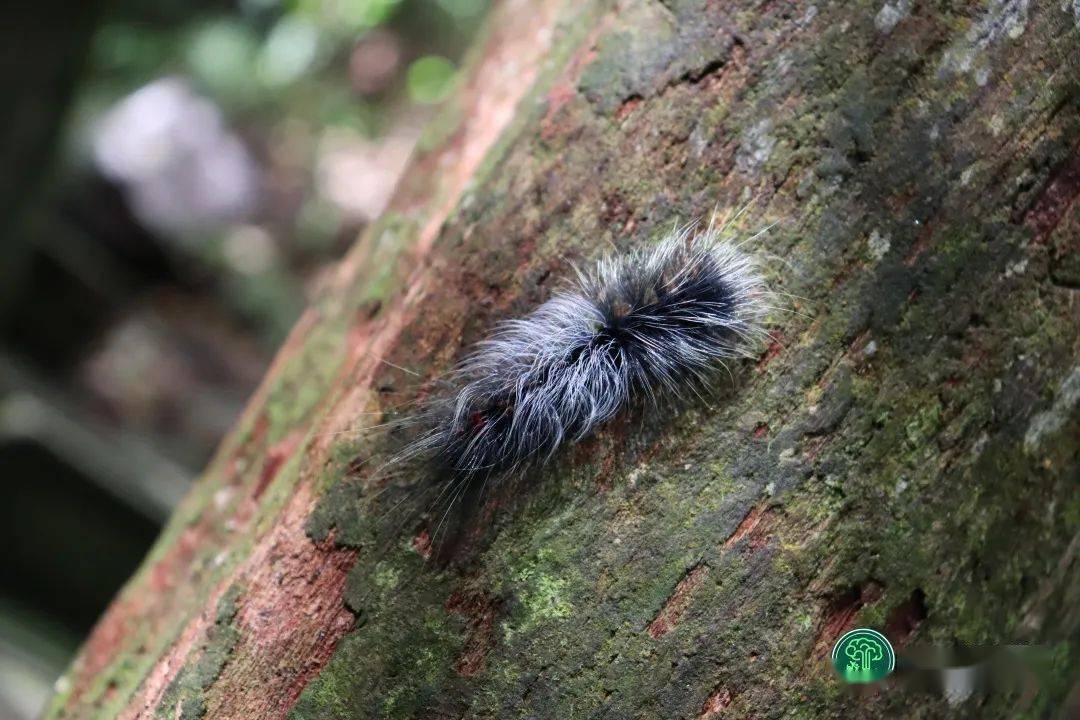 多样云南给望见啦那点有个麻辣叮还有个铁豆虫