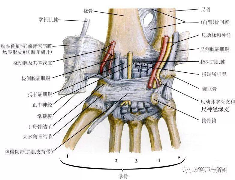 腕部的韧带与肌腱韧带,肌腱2桡腕关节和腕骨间关节的运动总是放在一起