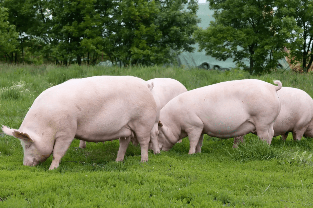 后市利好因素还"稳"吗?_生猪_供应_养殖