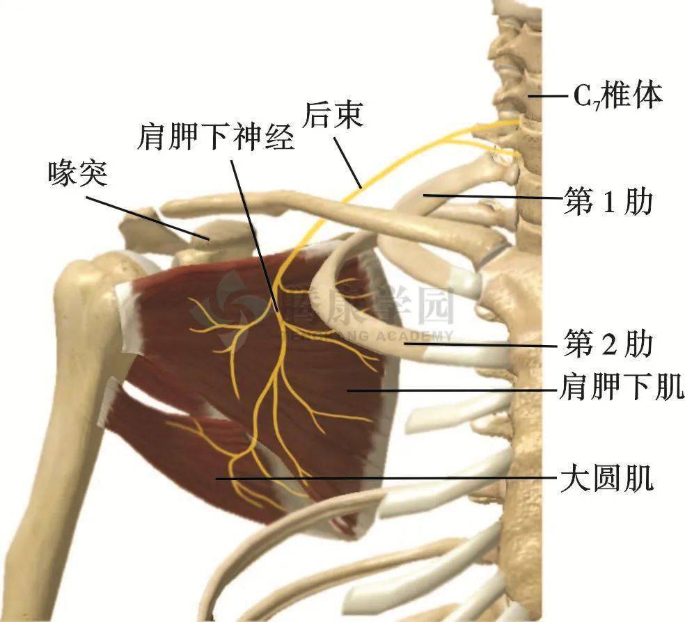 肩胛区域反复疼痛的原因 肩胛部