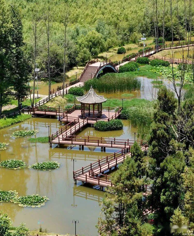 甸头湿地百里行烈日下的狂奔勤虎