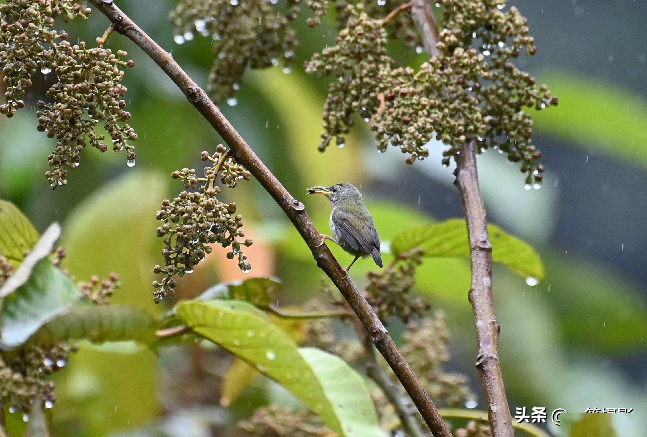 黑胸太阳鸟图片