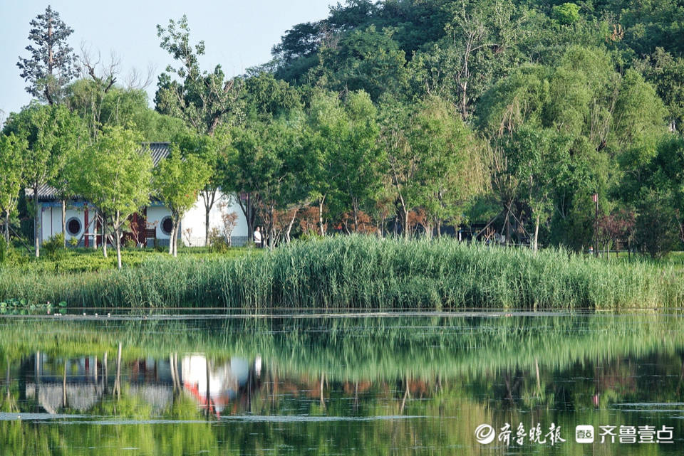 晨起“湖”拍丨夏天的华山湖郁郁葱葱