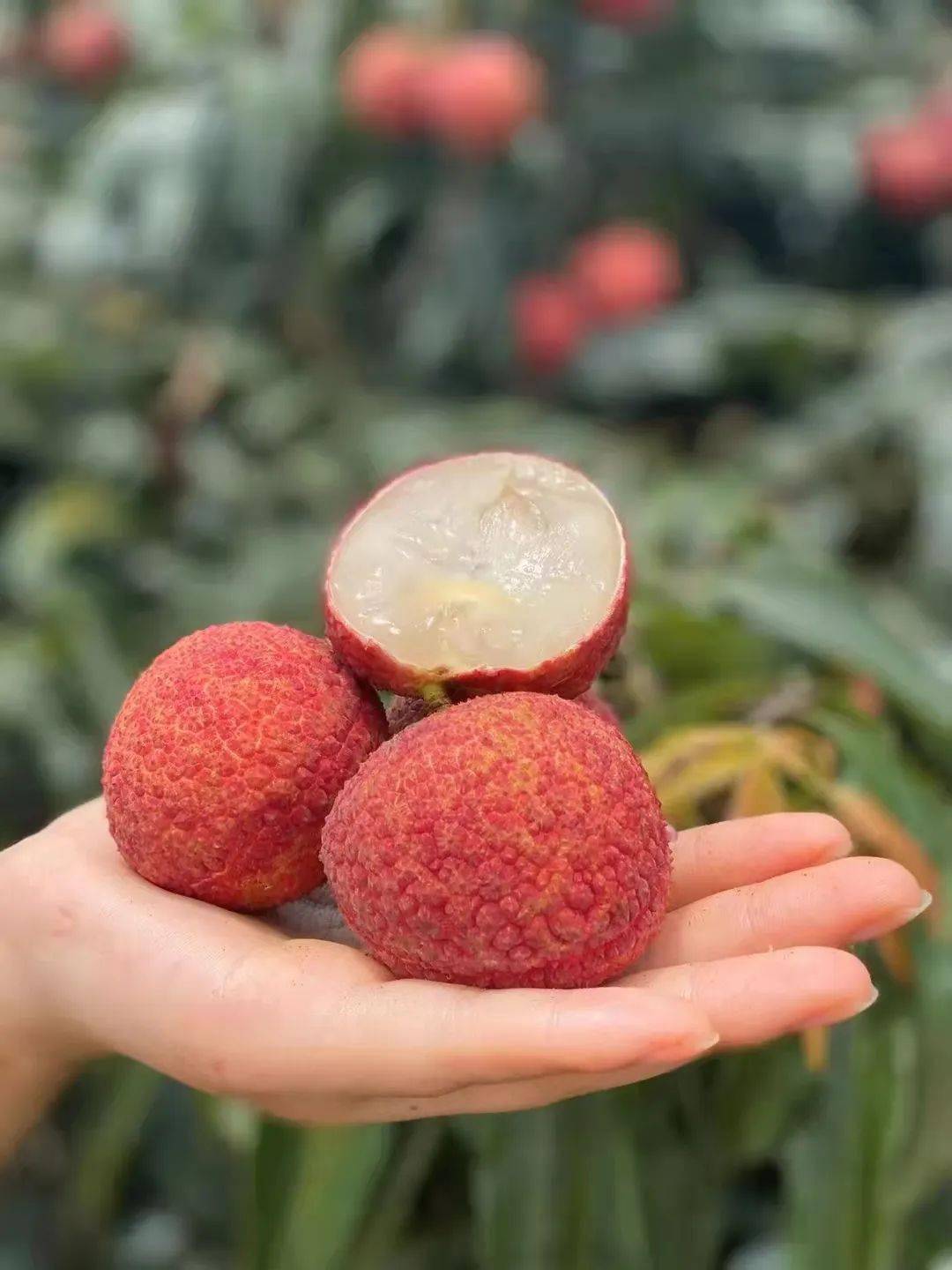 百年老树现摘直发灵山桂味无核荔枝爆汁清甜等你来尝一般超市买不到