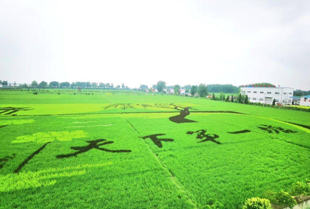 安丰塘巨幅"稻田画"上新!进入最佳观赏期_寿县_图案_文字