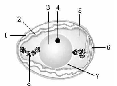 (2)雞卵的結構中,將來發育成雛雞的部位是圖中[4]胎盤,裡面含有細胞核
