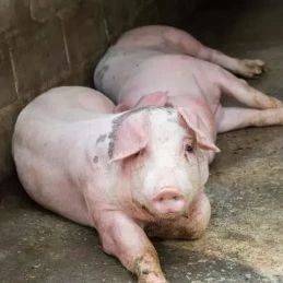 一整套后备母猪饲养管理要点,学会养好母猪很轻松!_驱虫_疫苗_运动