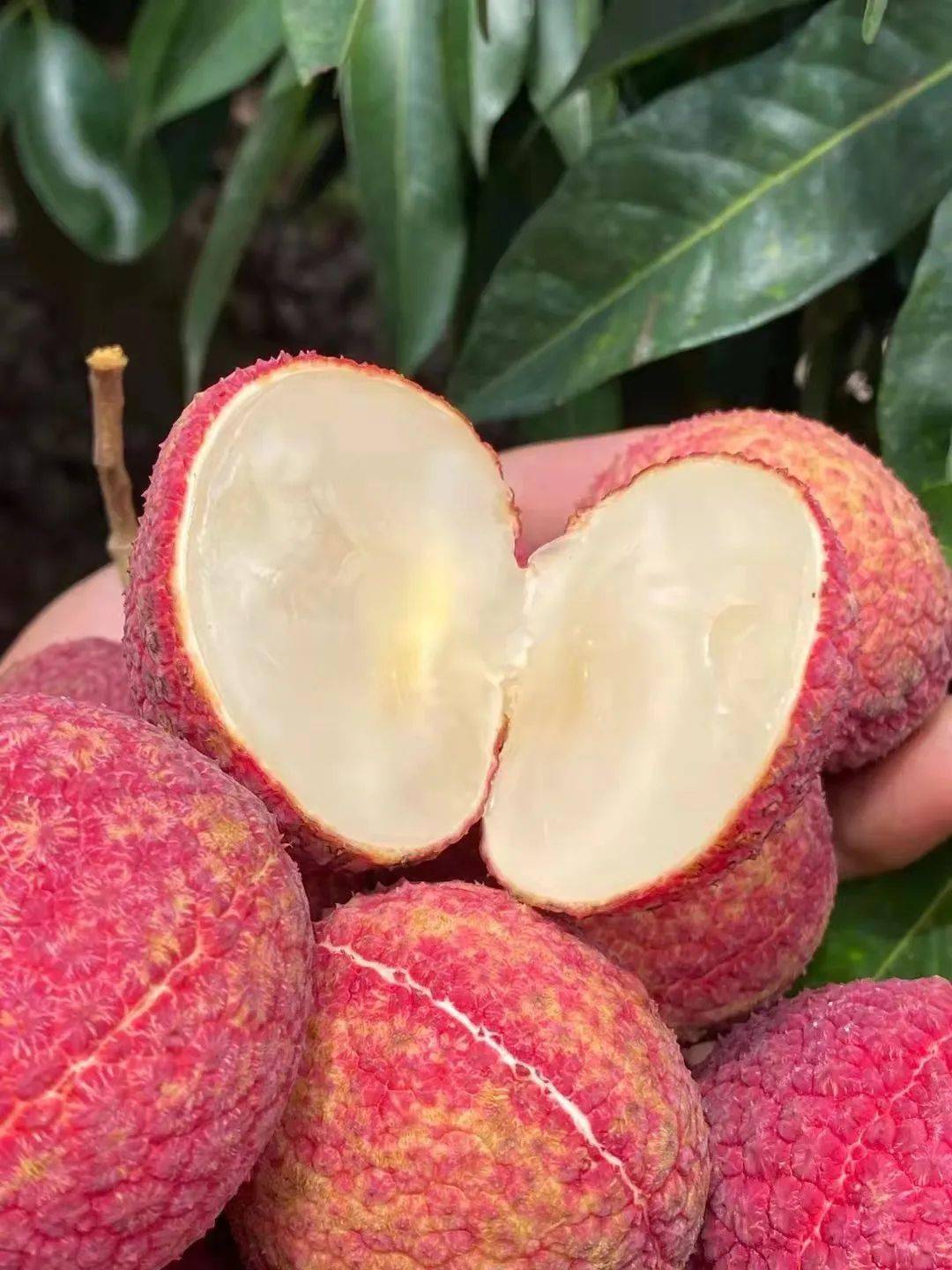 百年老树现摘直发灵山桂味无核荔枝爆汁清甜等你来尝一般超市买不到