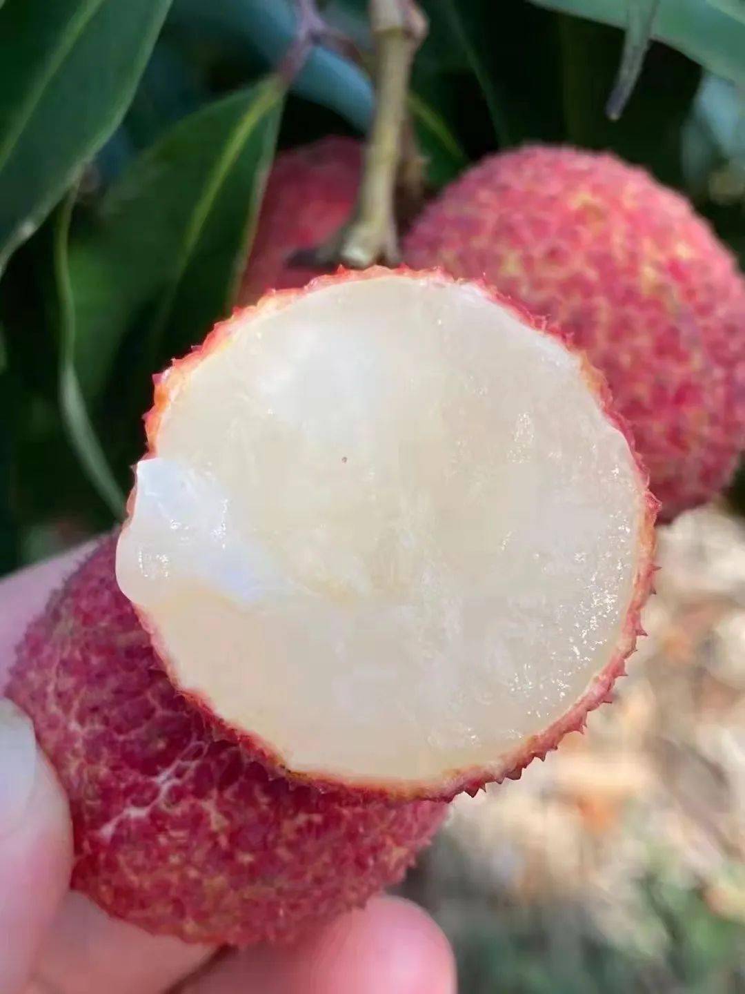 百年老树现摘直发灵山桂味无核荔枝爆汁清甜等你来尝一般超市买不到