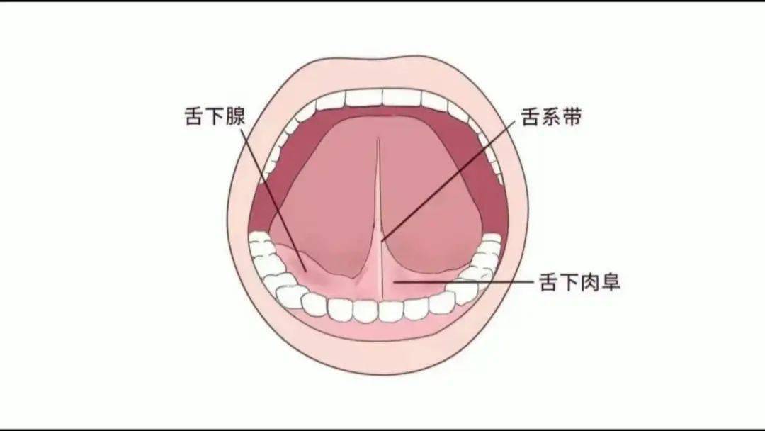 舌腹的正常图片图片