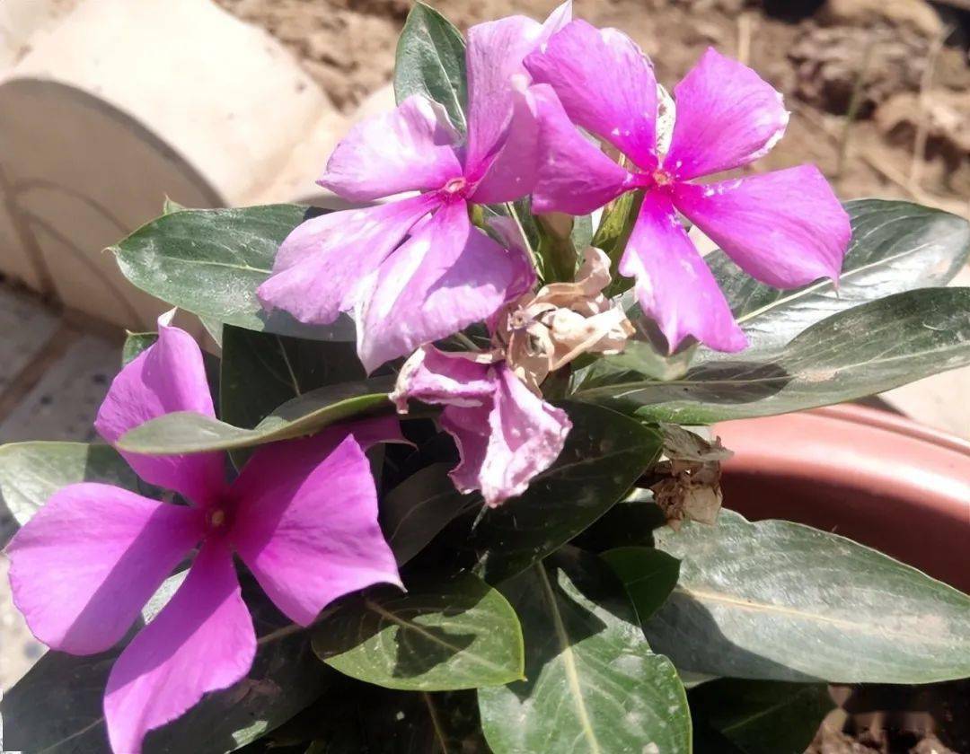 农家肥和化学肥 哪个更好 从业年老花匠 说实话 差别不大 肥料 植物 土壤