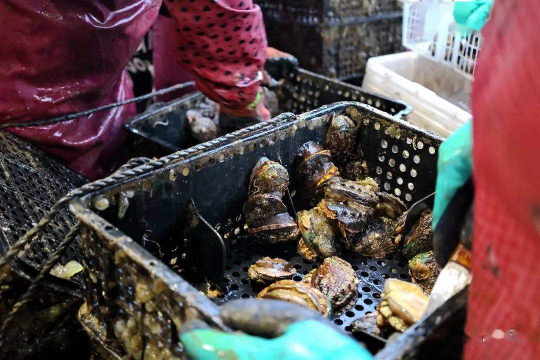 连江正大量上市!_鲍鱼_养殖_芦湾