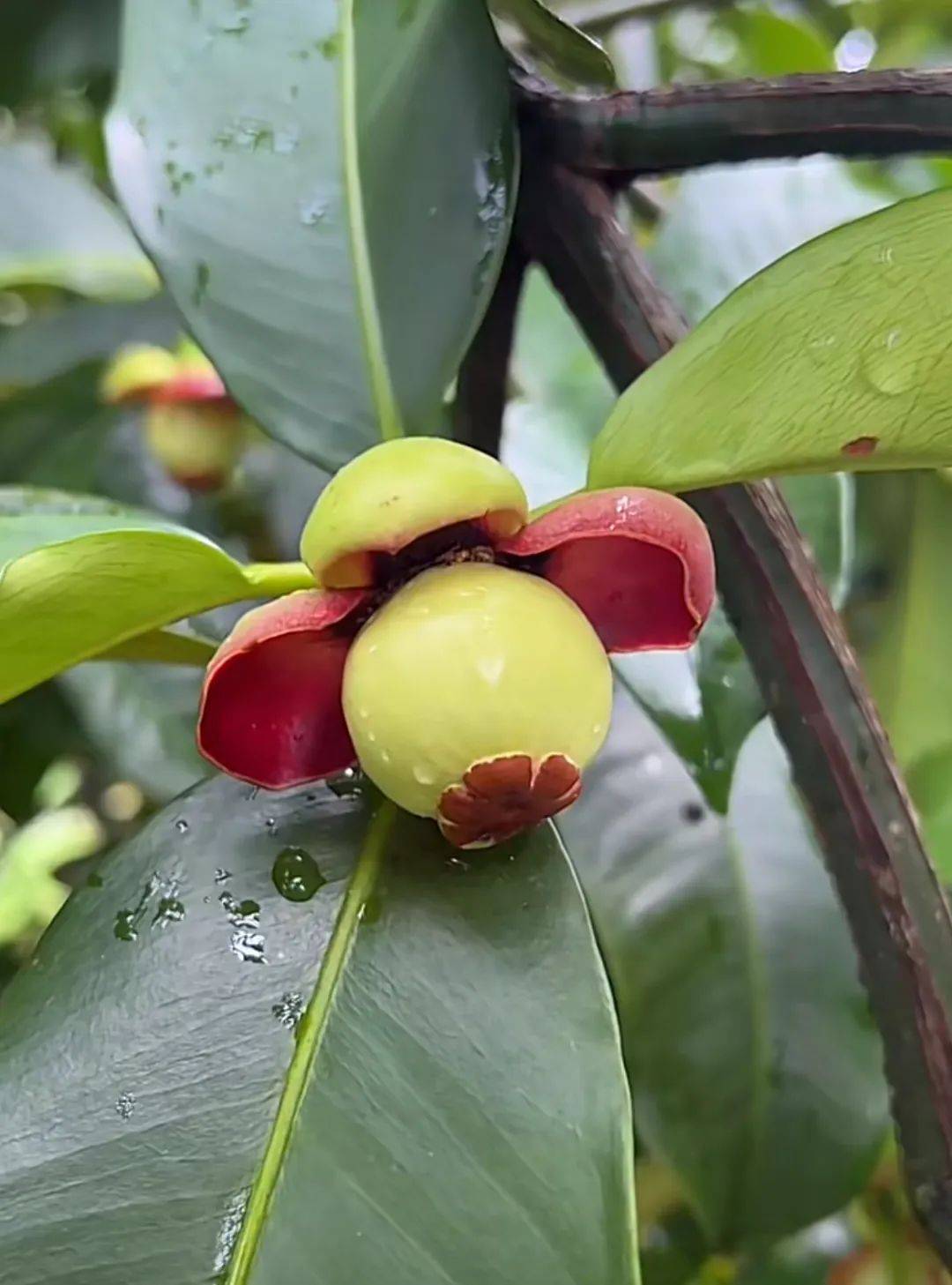 水果皇后泰国山竹冰淇淋口感软嫩多汁甜