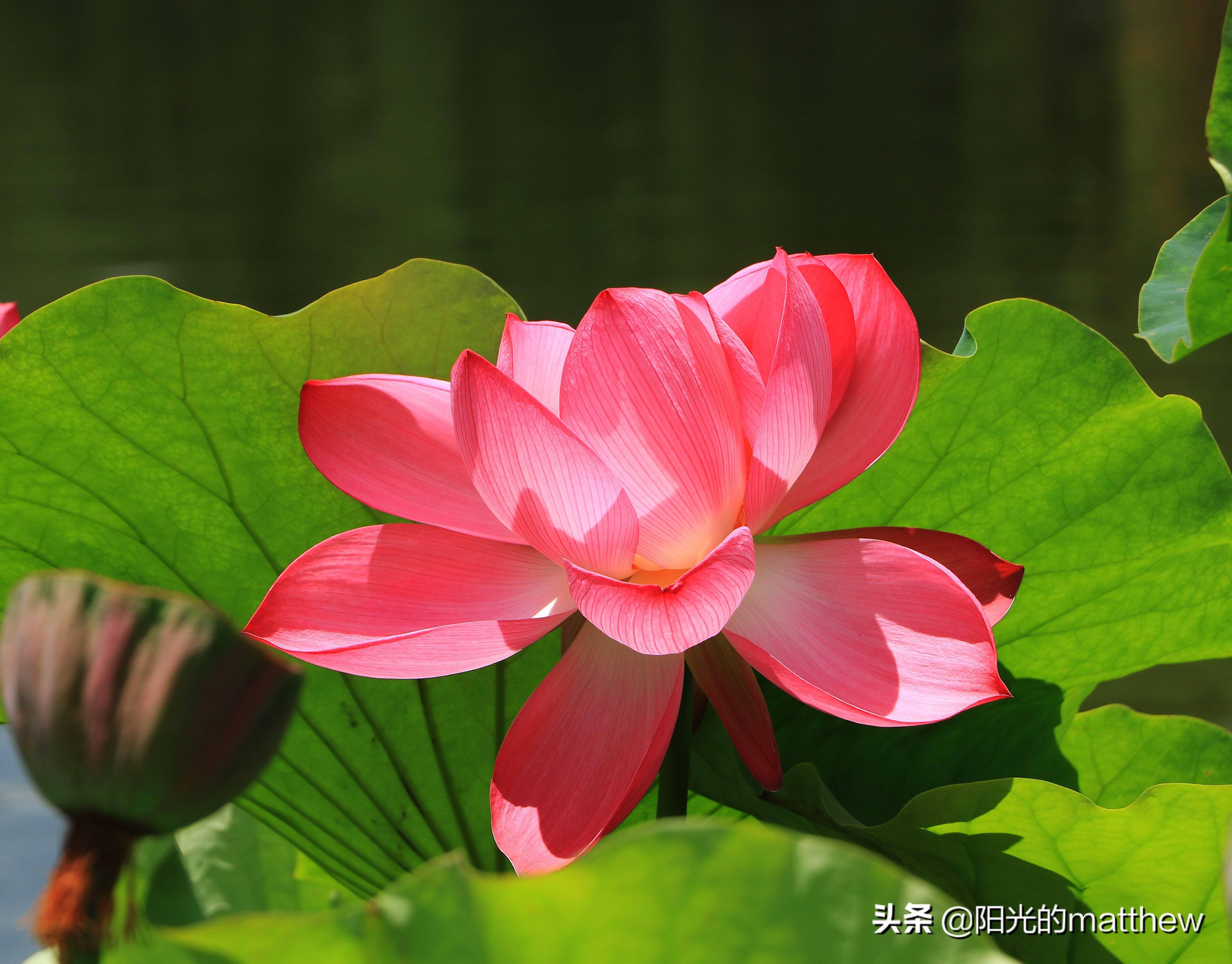 滿塘的荷花綻放,粉紅,紅色,黃色,白色……眾多的荷花品種花開正豔麗