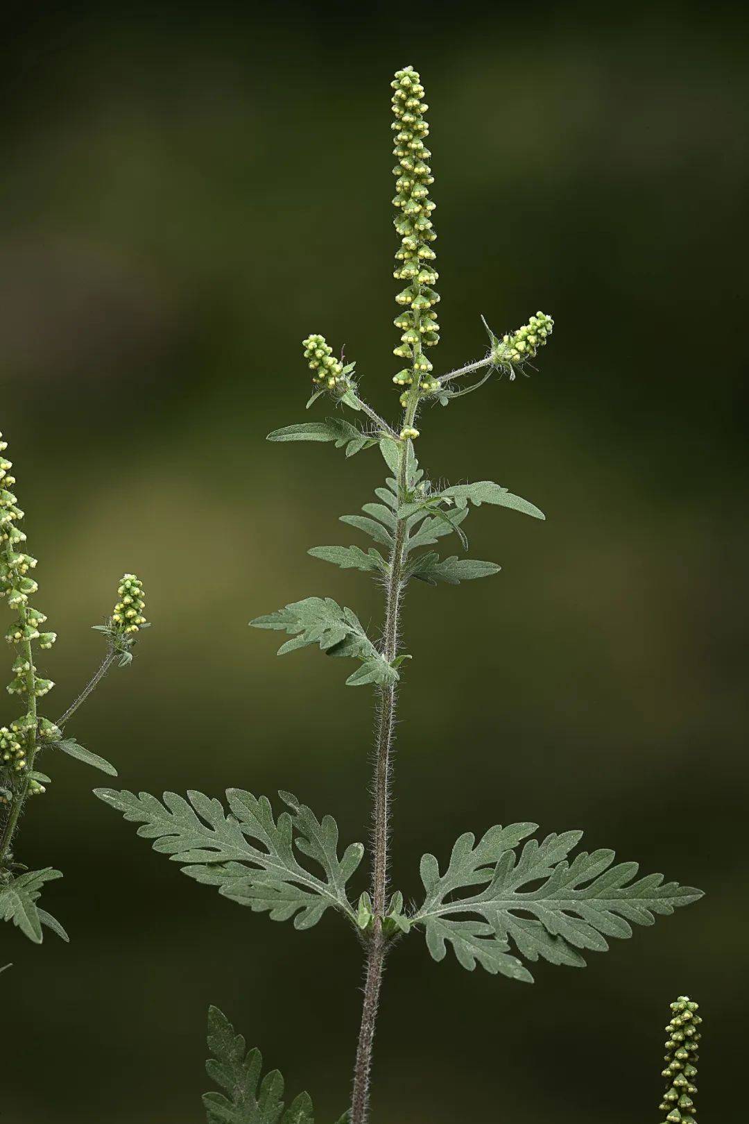 紧急提醒 看到立即清除 植物 危害 杂草