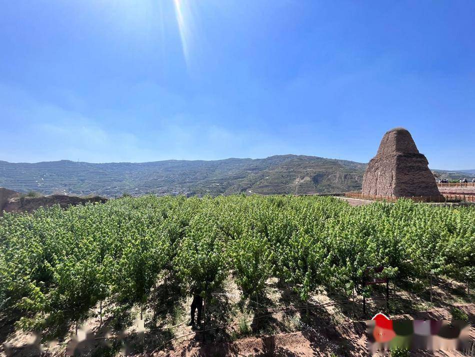 秦安县兴国镇开展高温天气苗木管护工作